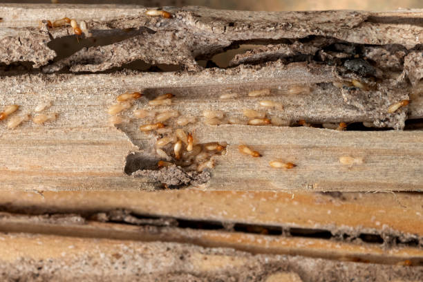 Best Termite Control Services  in Fair Lawn, NJ